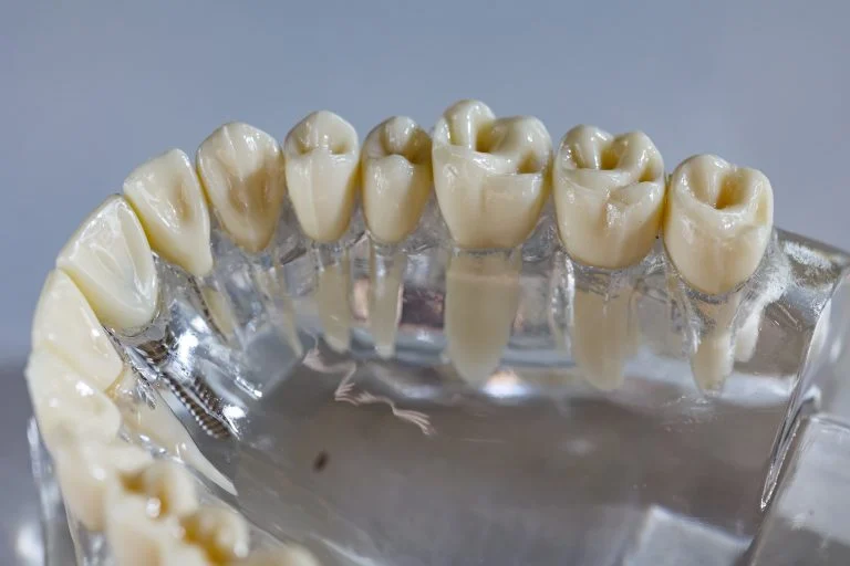 Model of human jaw. Selective Focus